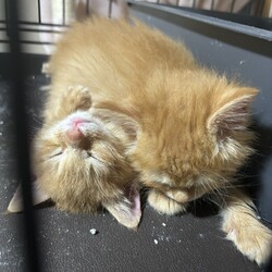 茶トラの女の子