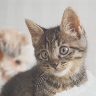 先天性視覚障害＊目の見えない子猫理解ある里親募集