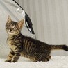 先天性視覚障害＊目の見えない子猫理解ある里親募集 サムネイル5