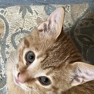 珍）茶トラの女の子♡