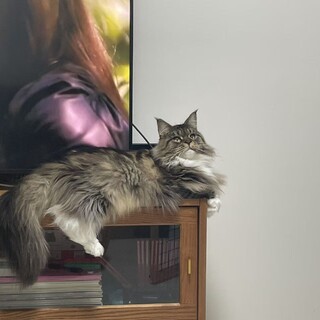 メインクーン　2歳女の子　団団