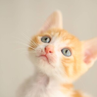 八雲：しあわせにゃんこになりました