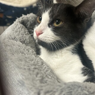 【マイク模様がチャームポイント✨】プリンちゃん