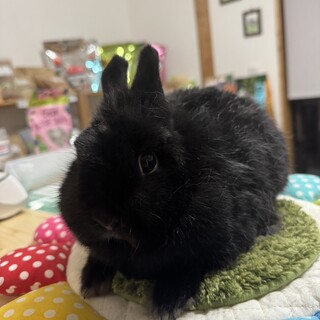 純血種ネザーランドドワーフ（ブラックの女の子2歳）