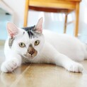 【大きい猫好きな方お勧め】穏やかです