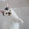 【大きい猫好きな方お勧め】穏やかです サムネイル3