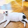 【大きい猫好きな方お勧め】穏やかです サムネイル4