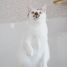 【大きい猫好きな方お勧め】穏やかです サムネイル5