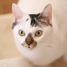 【大きい猫好きな方お勧め】穏やかです サムネイル6