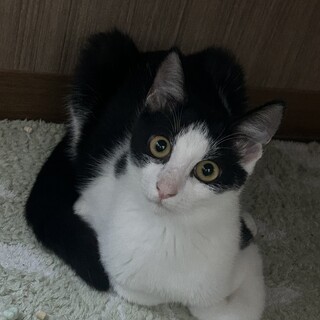 【つぶらな瞳が可愛い】ピッピくん