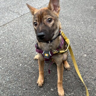 メガネ模様が可愛い【愛珠（あんじゅ）】ちゃん