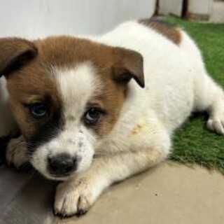 ※優先期間内にお迎え下さい。11/11日迄