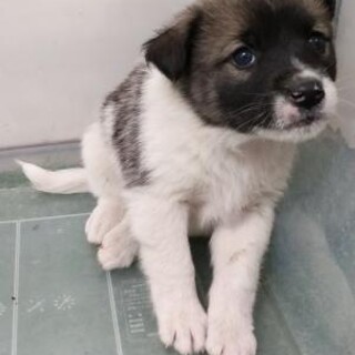 ※優先期間内にお迎え下さい。11/11日迄