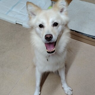 穏やかで優しい女の子（完全室内飼育）