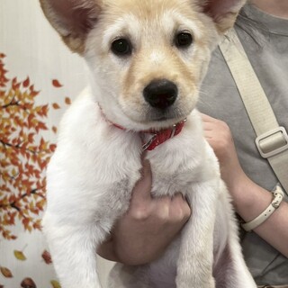 雑種の女の子　シフォンちゃん