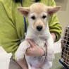 雑種の女の子　シフォンちゃん サムネイル3