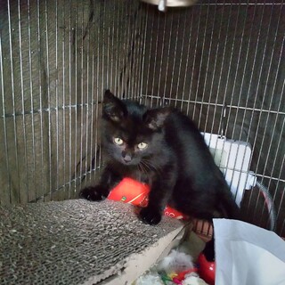 黒ネコの里親募集中