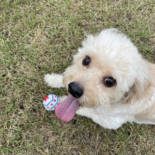 トイレや他しつけ済。家族と友達大好きなチワプー♂
