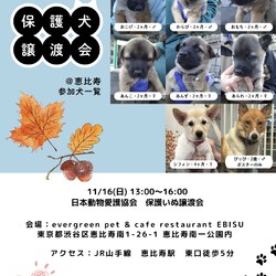 保護いぬ譲渡会 @恵比寿 サムネイル2