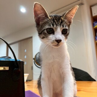 生後3ヶ月半かわいい「クミンくん」