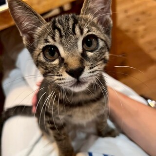 生後3ヶ月半かわいい「クローブくん」