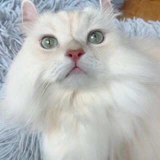 爆音でゴロゴロ！食いしん坊！