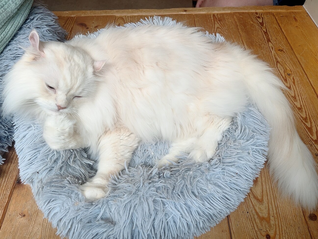 爆音でゴロゴロ！食いしん坊！ サムネイル2