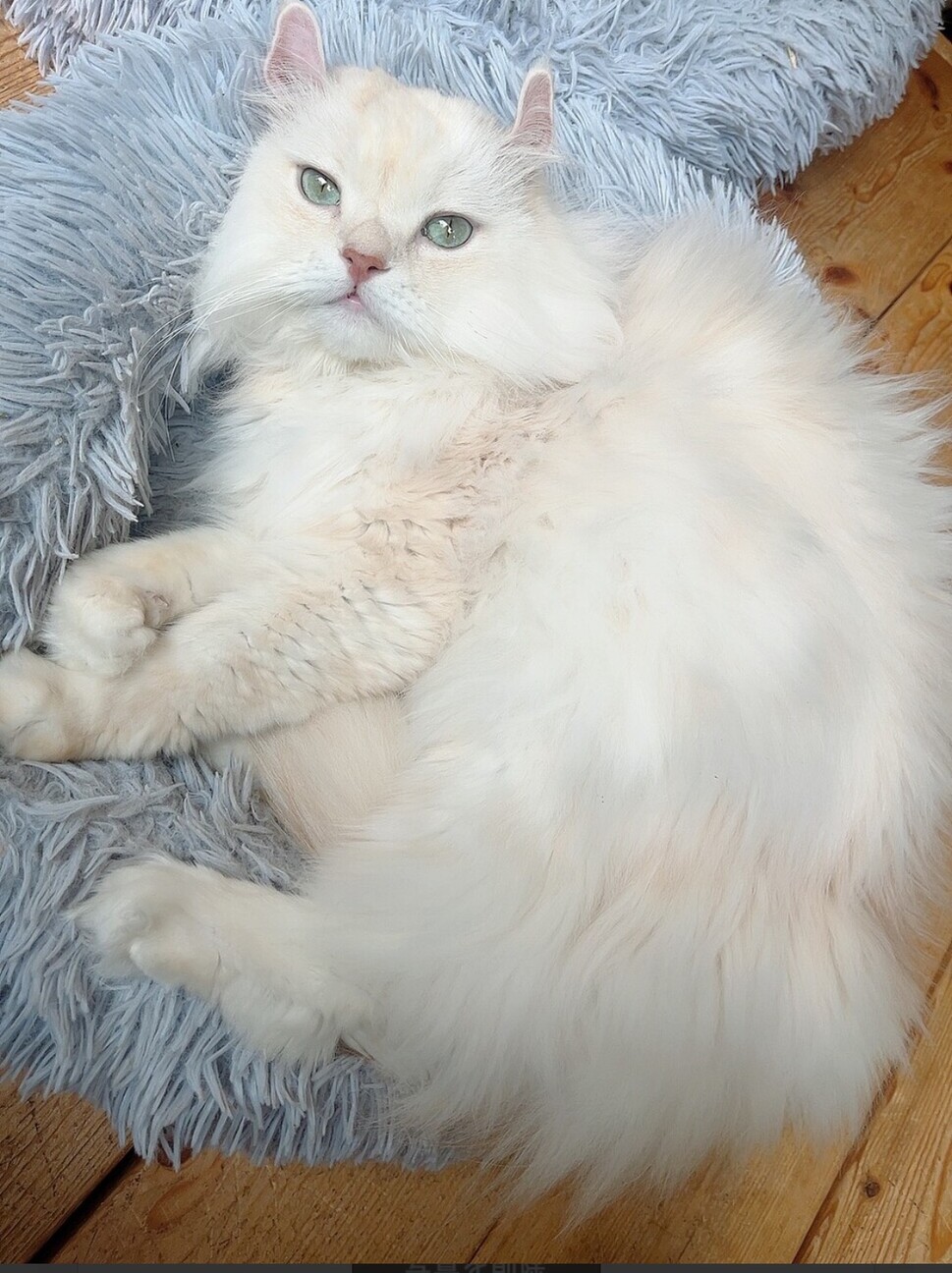 爆音でゴロゴロ！食いしん坊！ サムネイル4