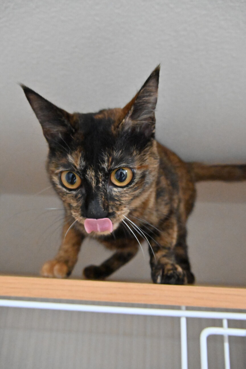 うらら：スリゴロなさび猫ちゃんです※トライアル中※ サムネイル5