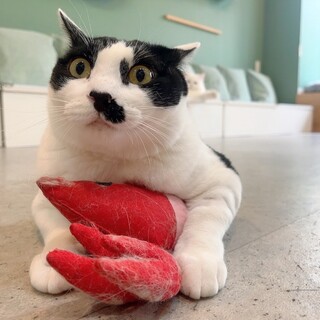 【モコ】安心してずっといられるお家を探しています