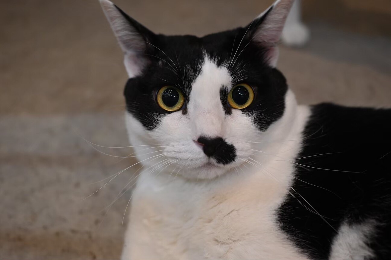 【モコ】安心してずっといられるお家を探しています サムネイル2