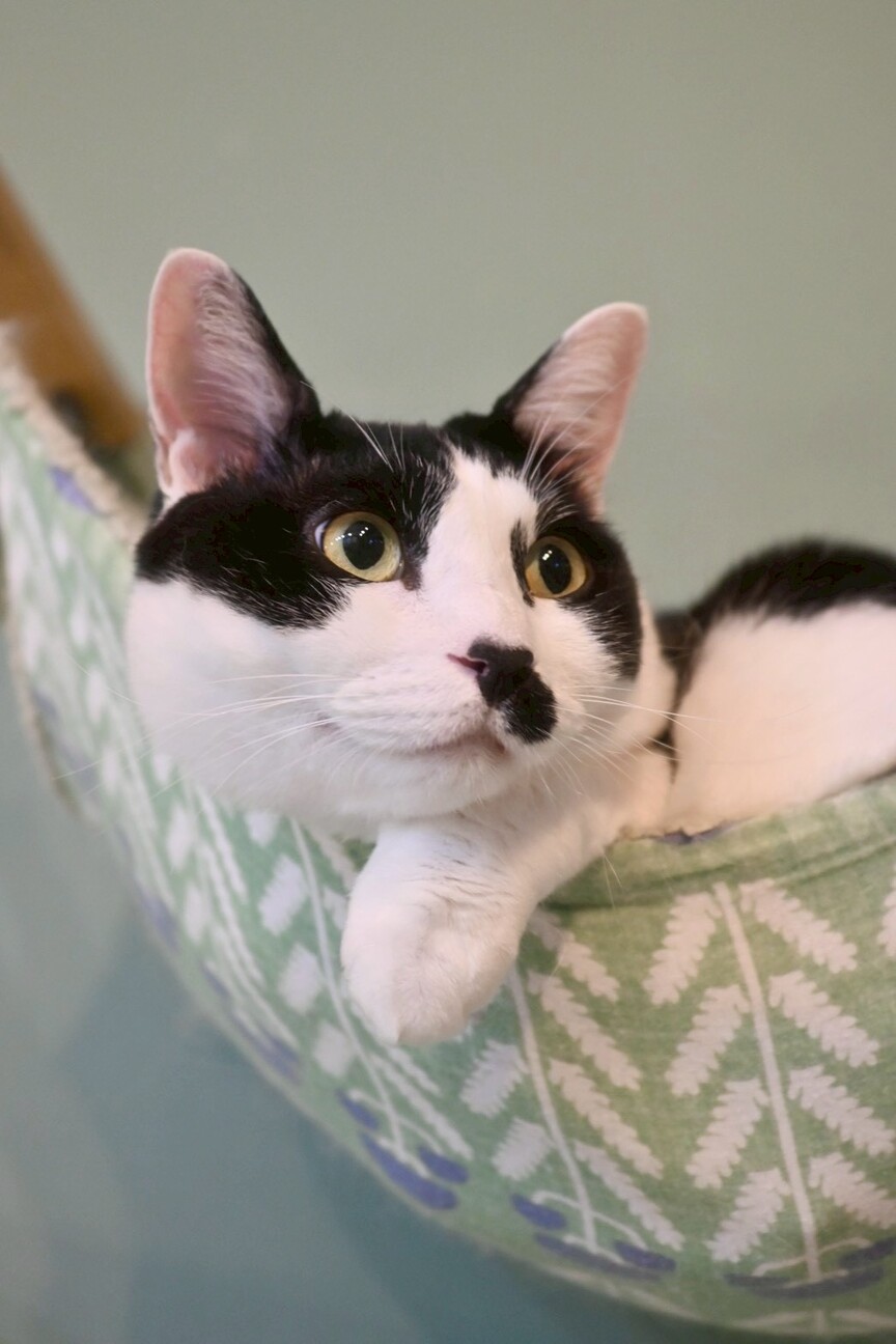 【モコ】安心してずっといられるお家を探しています サムネイル3