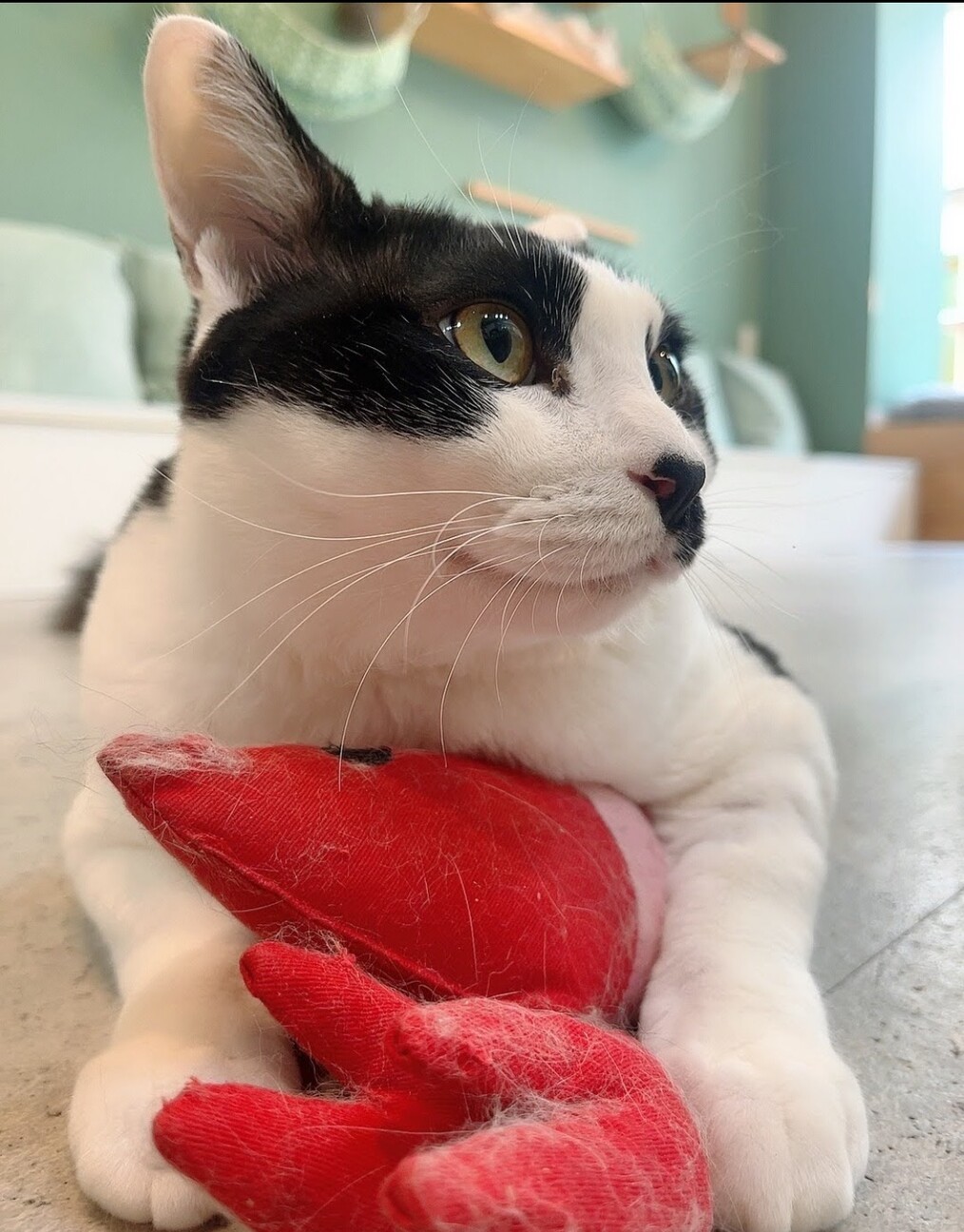 【モコ】安心してずっといられるお家を探しています サムネイル4