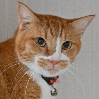 カイン：遊びたいけど一人も好き