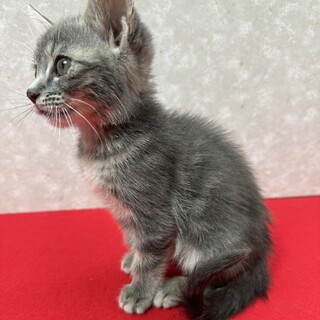 lZQIVт˂DÂq􂽂炱