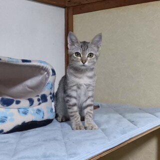 推定2〜3ヶ月　元気な女の子