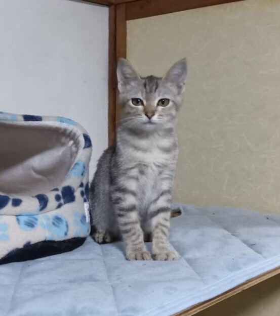 推定2〜3ヶ月　元気な女の子 サムネイル2