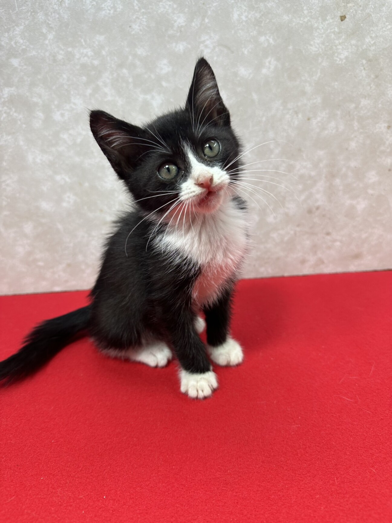 四兄妹初参加！遊びおねだ」東京都 - 猫の里親募集(529816