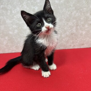 四兄妹初参加！遊びおねだり大好き甘えっ子❤こんぶ