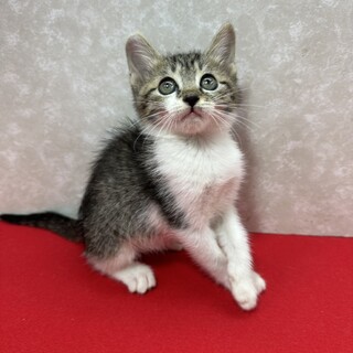 lZQIVт˂DÂq􂵂Ⴏ