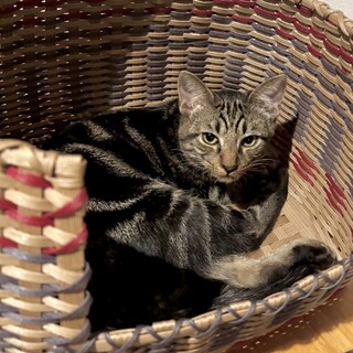 元気なアメショ風の男の子　雑種5ヶ月