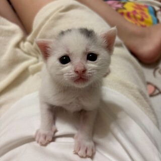 心地よいマイペースが魅力のハイジ姫