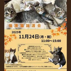 保護猫譲渡会
