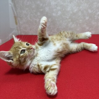 ꂷđ̂ɂė܂Ipς݁􂨂