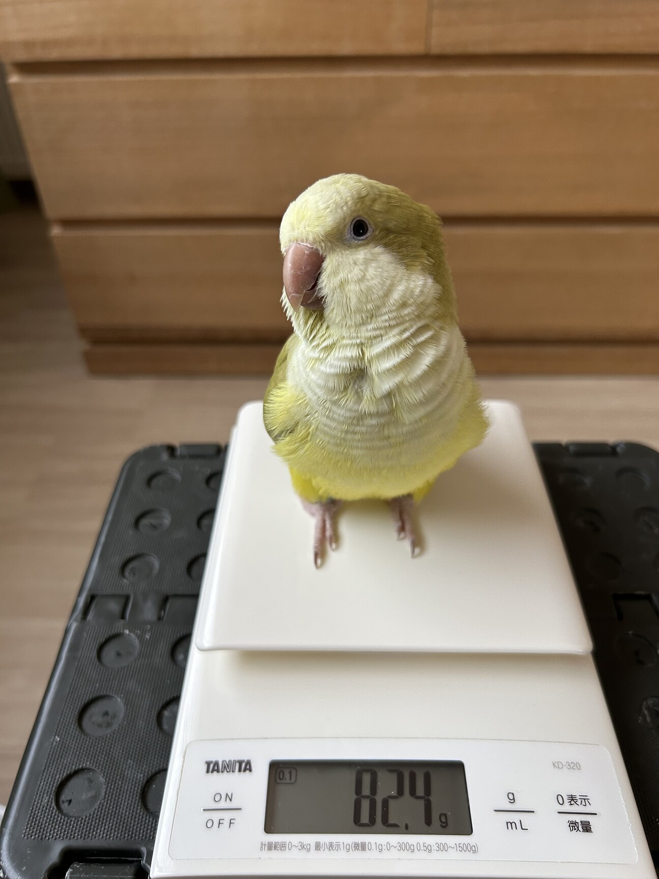 インコ家族様オーダー品 オキナインコの里親募集」北海道 - 鳥の里親募集(529825) :: ペットの