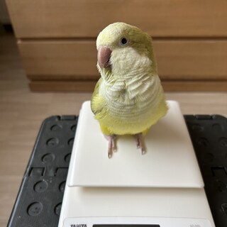 オキナインコの里親募集