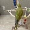 オキナインコの里親募集 サムネイル2