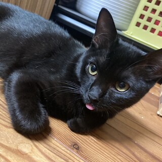 可愛い黒猫の女の子　子猫雑種5ヶ月