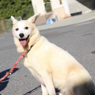 大きなお耳が可愛らしい【マユ】ちゃん