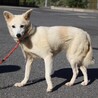 大きなお耳が可愛らしい【マユ】ちゃん サムネイル3